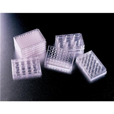 Plate, Cell Culture, 6 Well Flat-Bottom